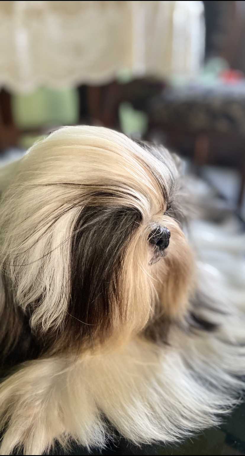 Shih Tzu Dogs For Mating In Chandigarh