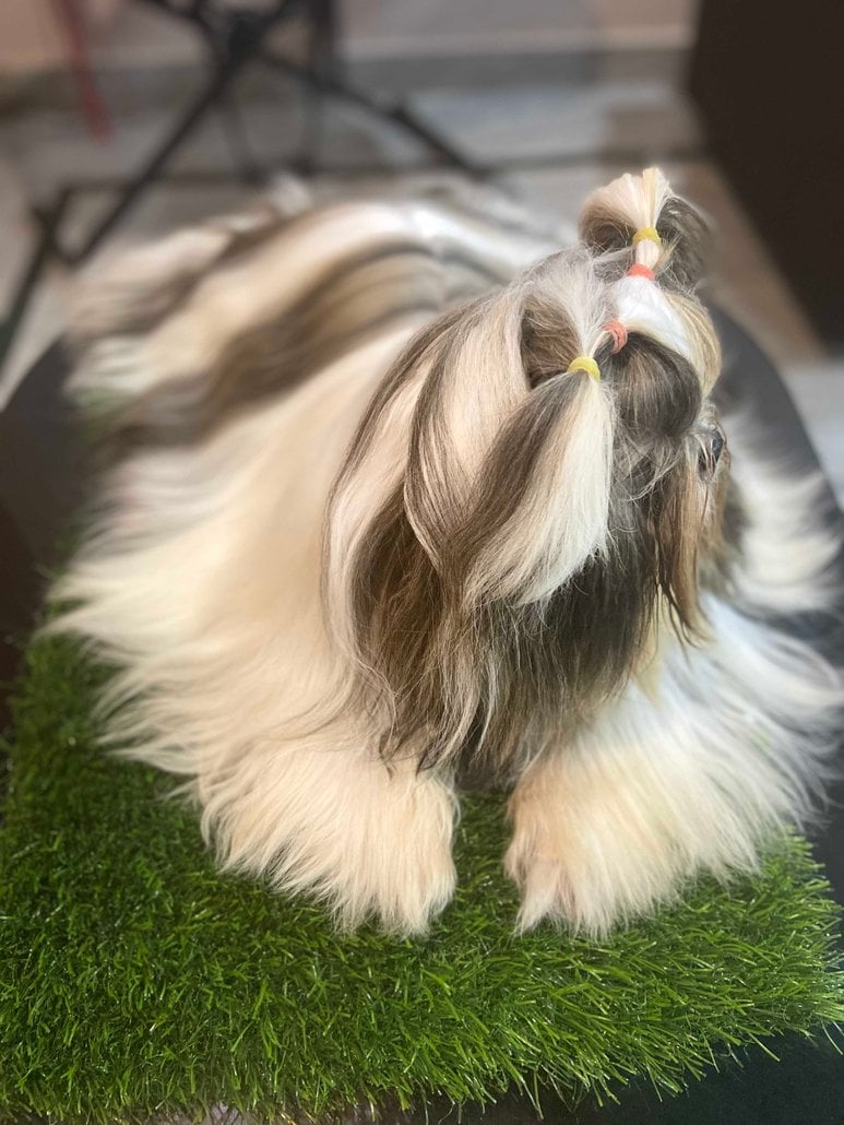 Shih Tzu Dogs For Mating In Chandigarh