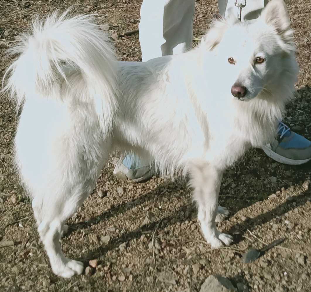 Indian Spitz Dogs For Mating In Nagpur