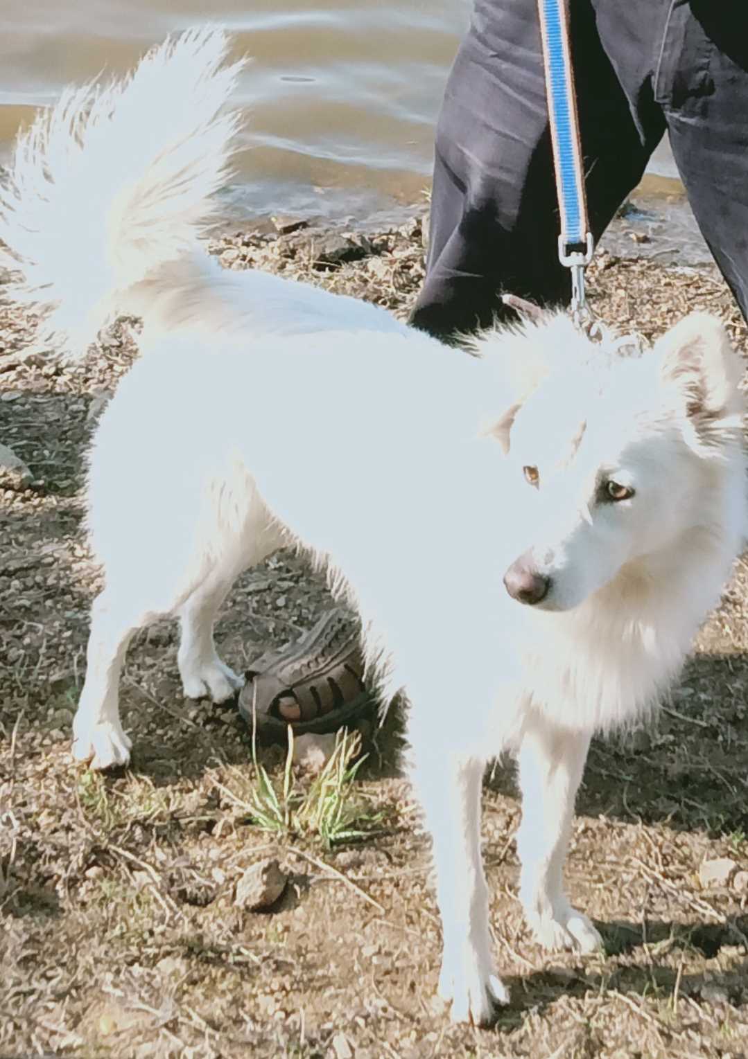 Indian Spitz Dogs For Mating In Nagpur