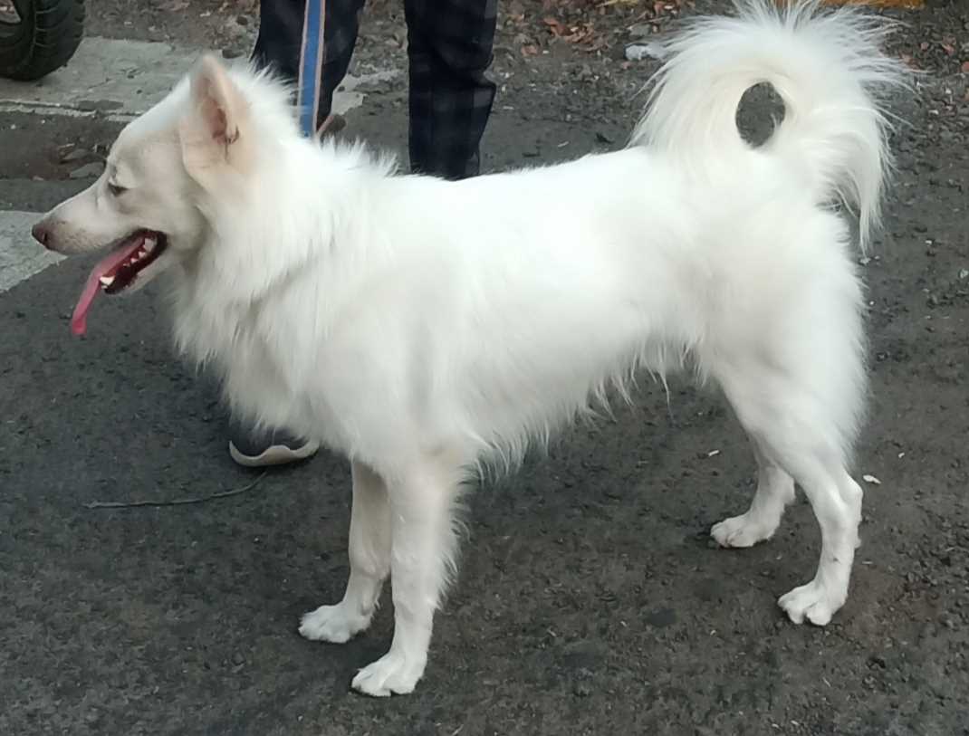 Indian Spitz Dogs For Mating In Nagpur