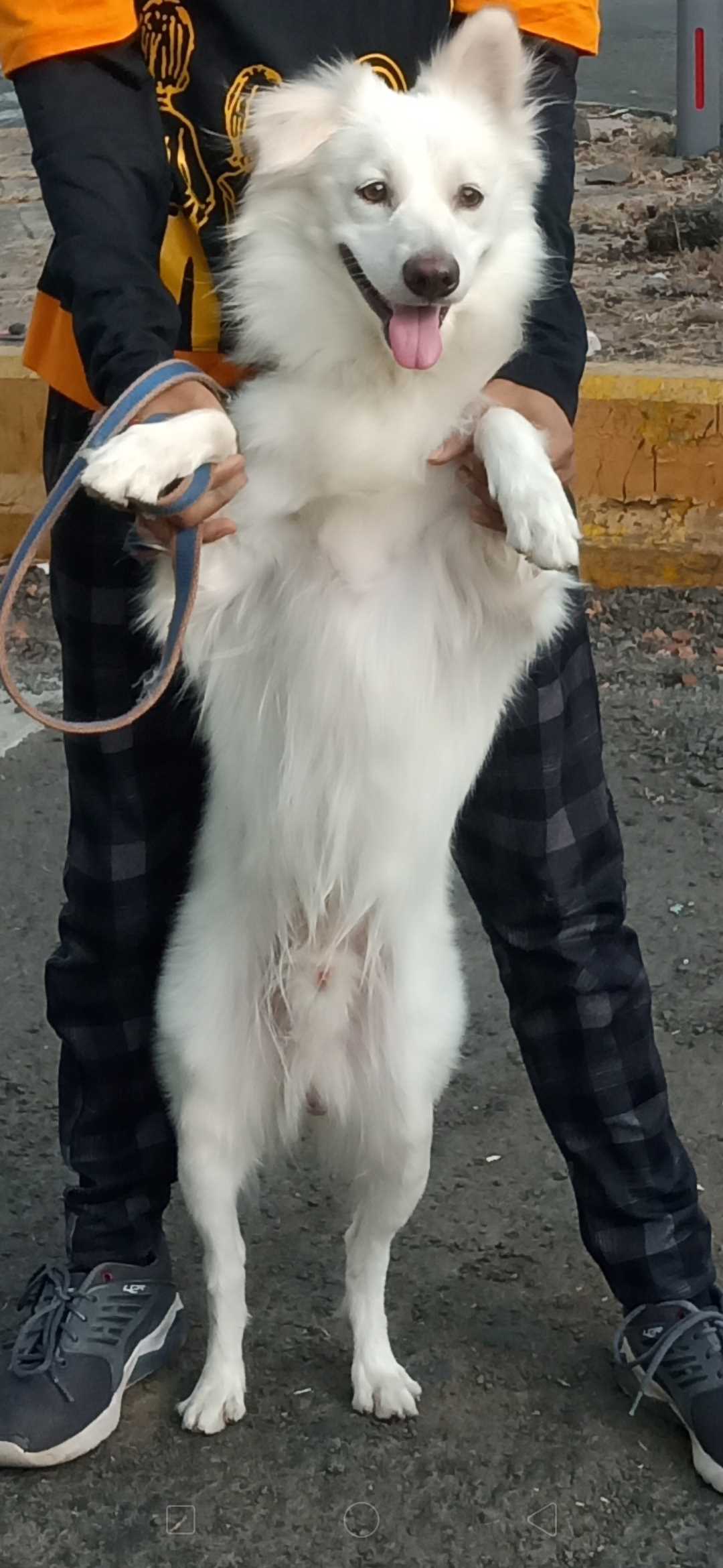 Indian Spitz Dogs For Mating In Nagpur