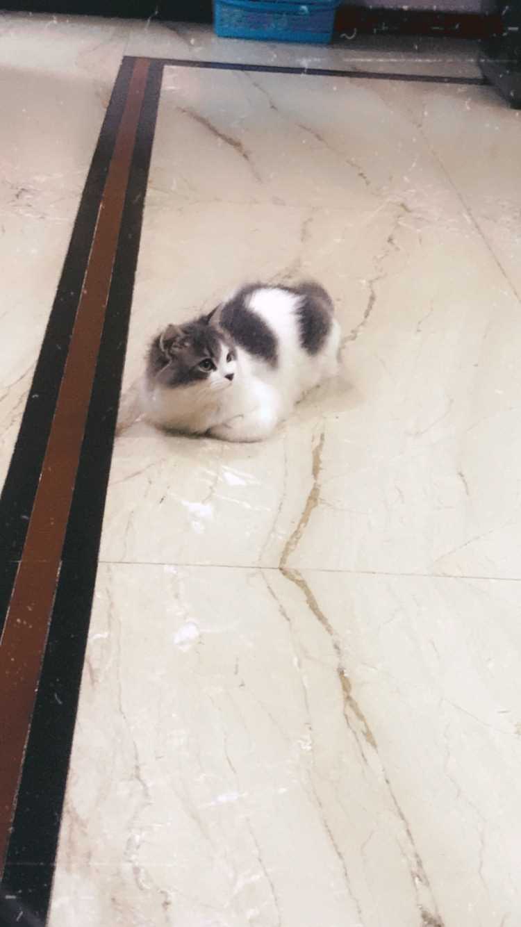 Persian Dogs For Mating In Mumbai