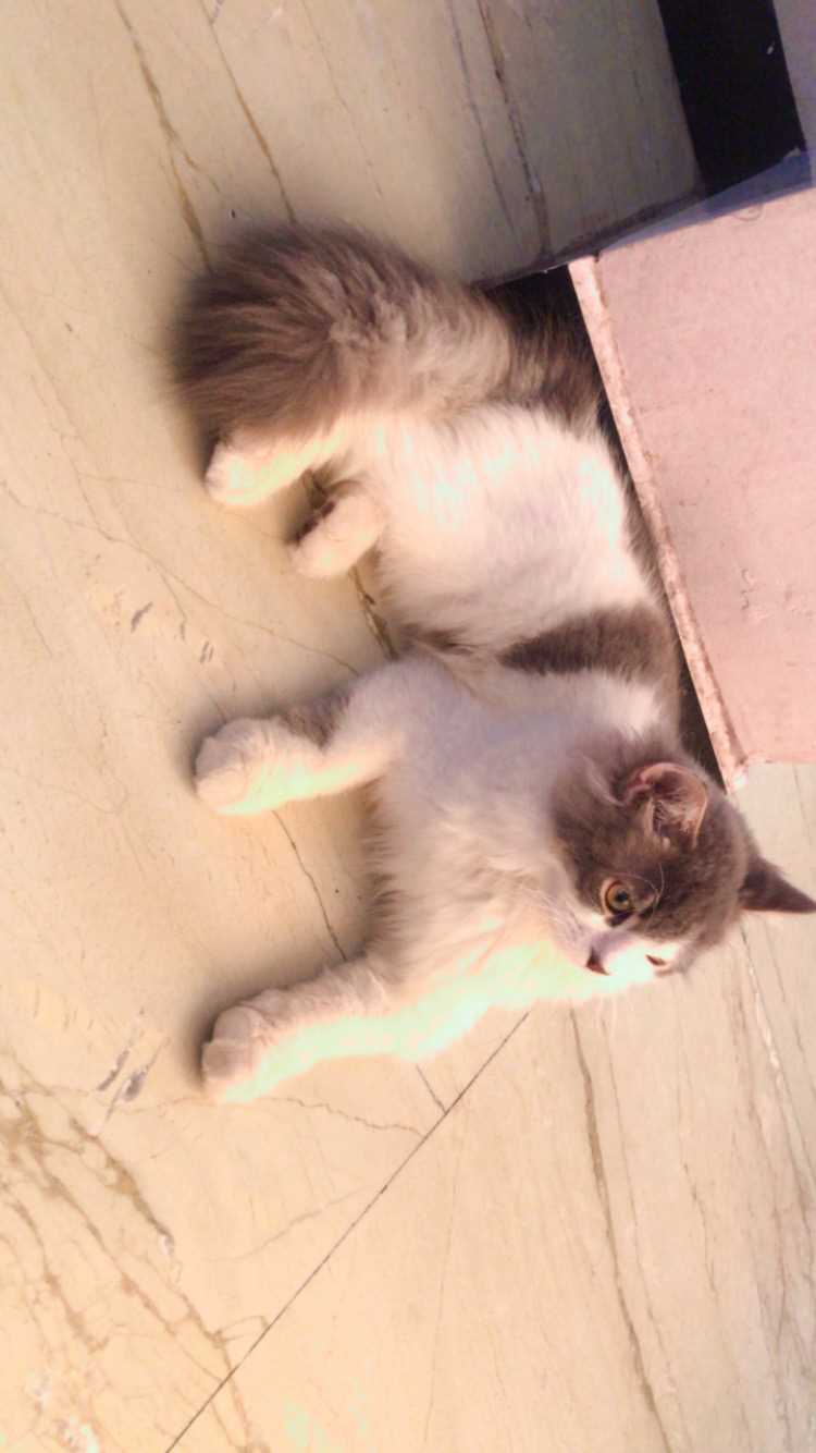 Persian Dogs For Mating In Mumbai