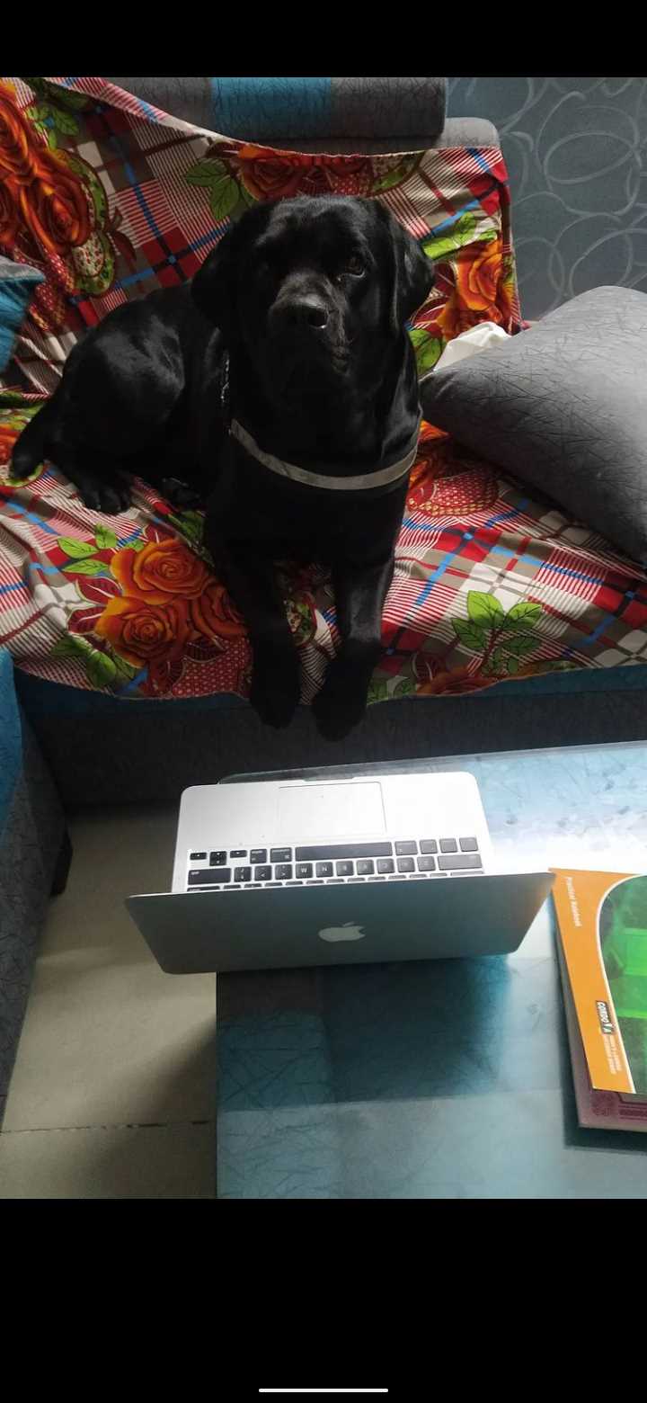 Labrador Retriever Dogs For Mating In Delhi
