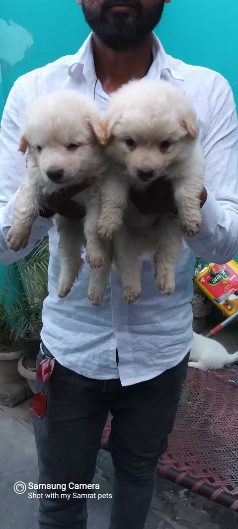 Pomeranian For Sale In Gorakhpur