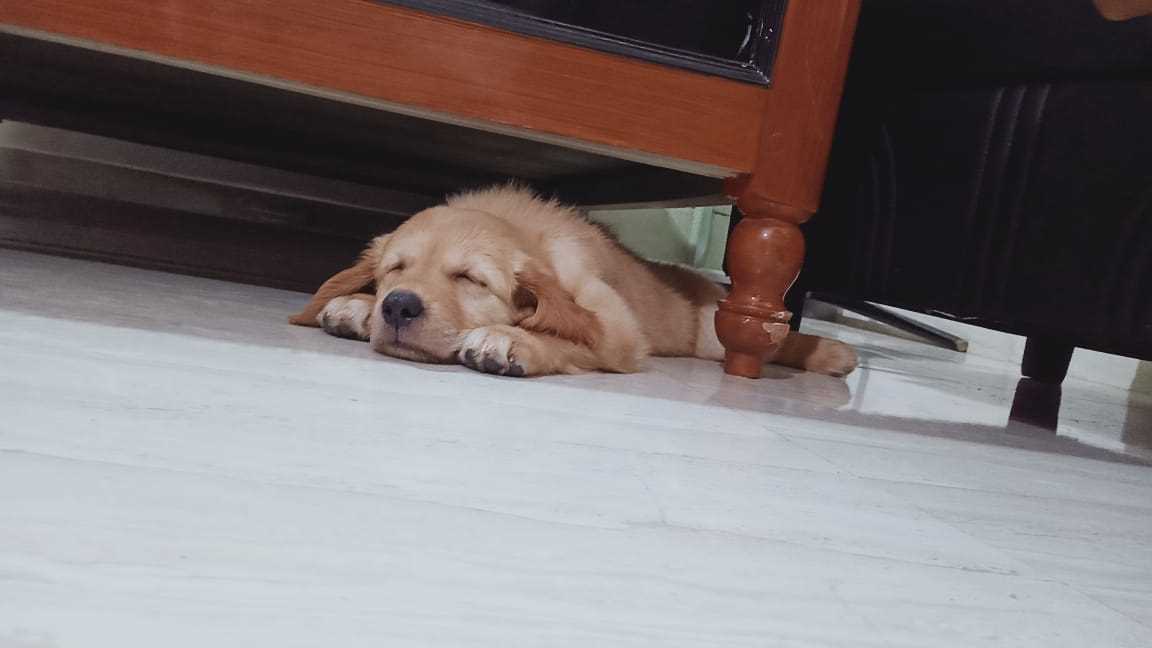 Golden Retriever For Sale In Meerut