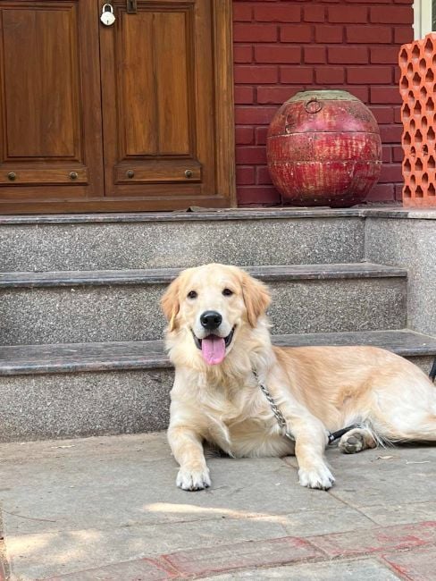 Golden Retriever Dogs For Mating In Mandi HP
