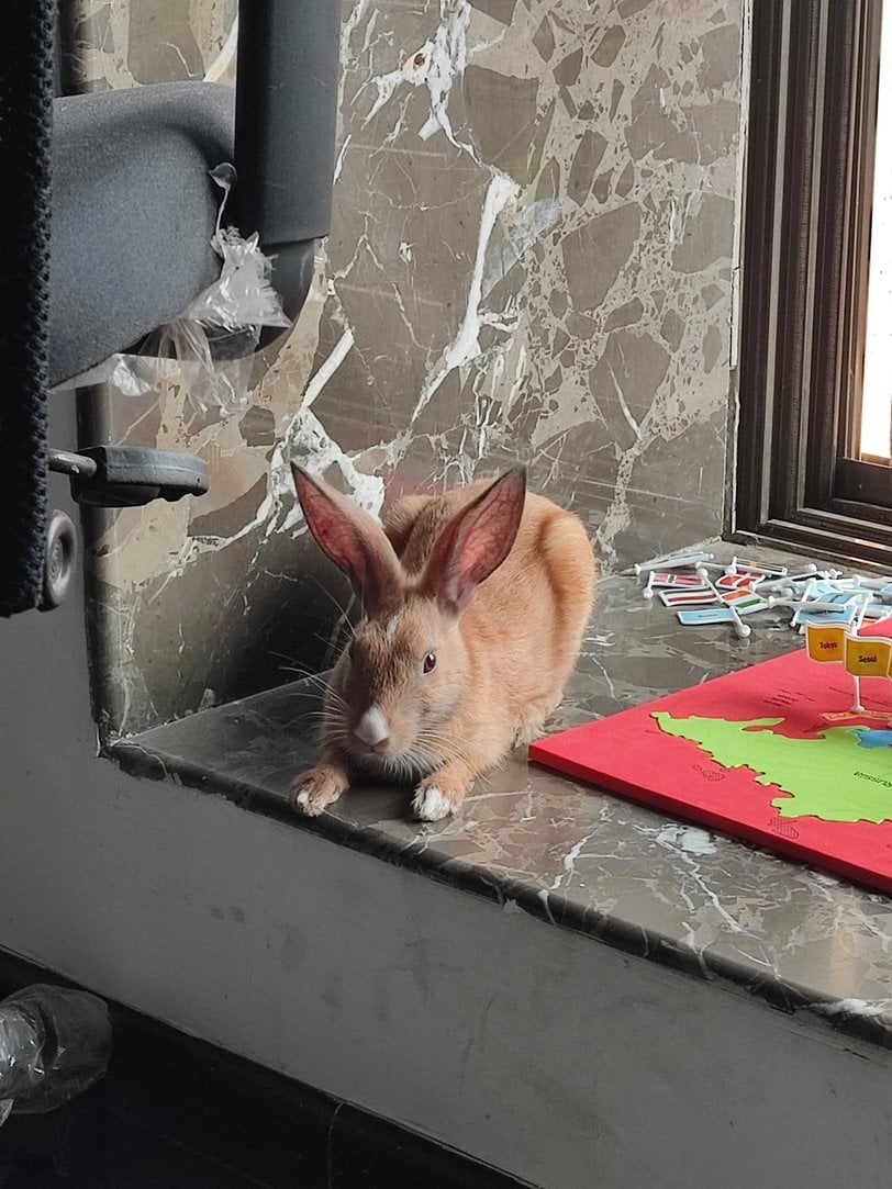 Rabbits For Adoption In Mumbai