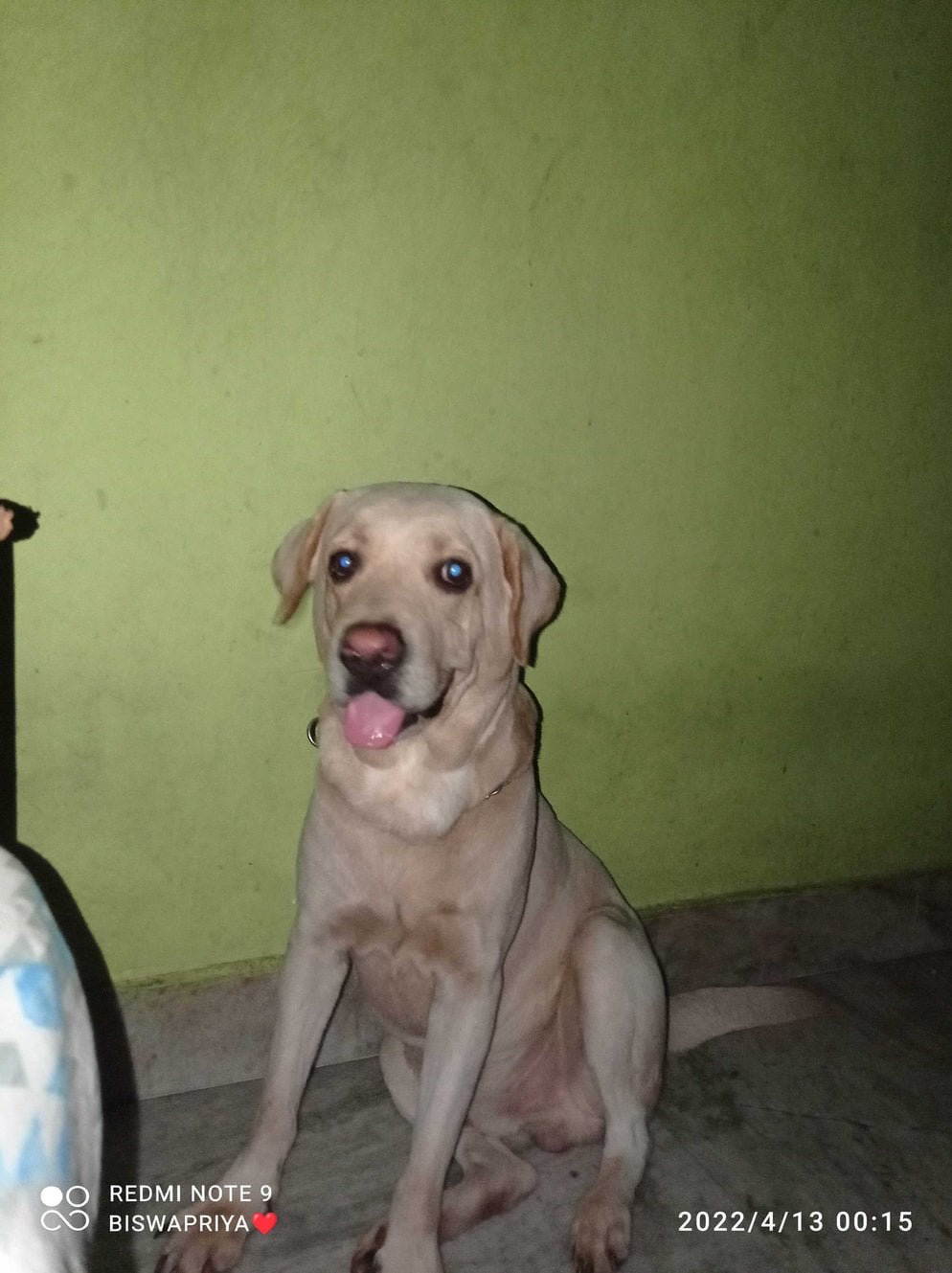 Labrador Retriever Dogs For Mating In Rudrapur
