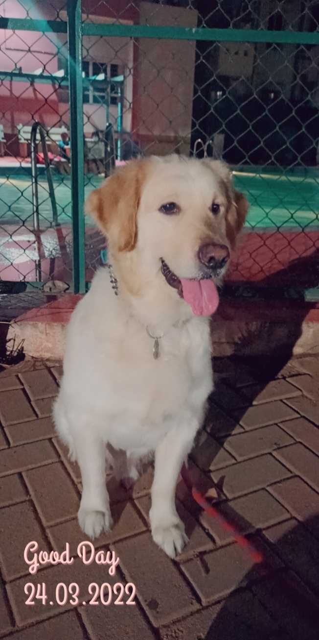Golden Retriever Dogs For Mating In Bangalore