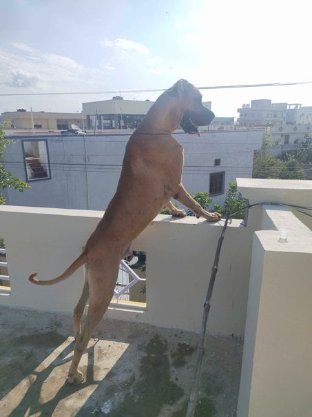 Great Dane Dogs For Mating In Hyderabad