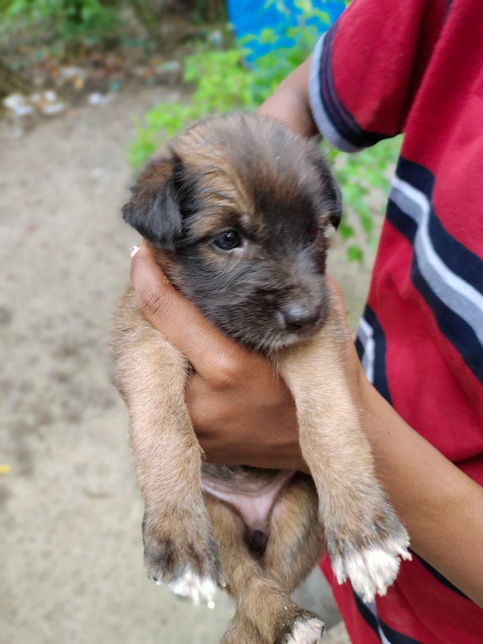 Indian Breed For Adoption In Thrissur