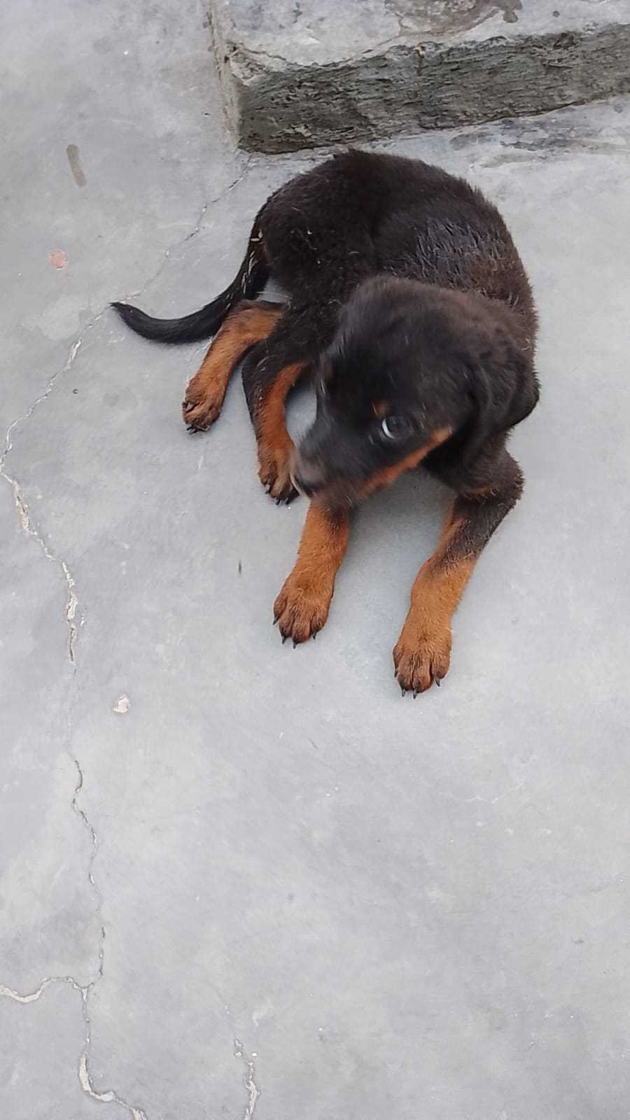Rottweiler For Sale In Jammu