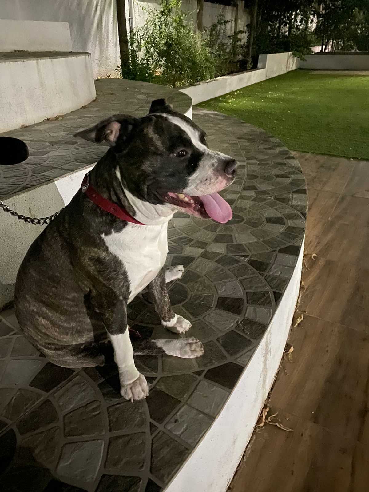 American Pit Bull Terrier Dogs For Mating In Pune