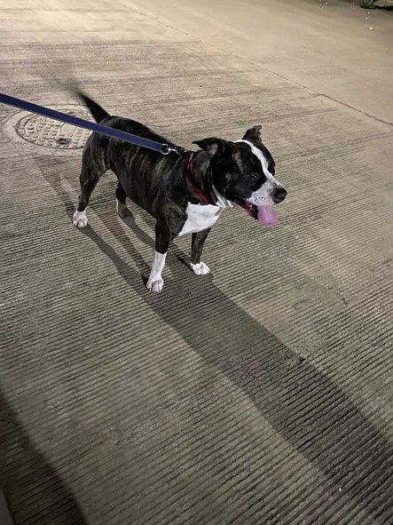 American Pit Bull Terrier Dogs For Mating In Pune