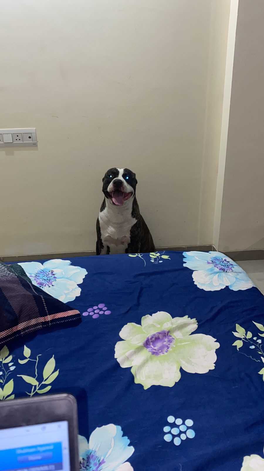 American Pit Bull Terrier Dogs For Mating In Pune