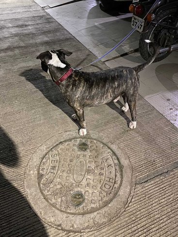 American Pit Bull Terrier Dogs For Mating In Pune