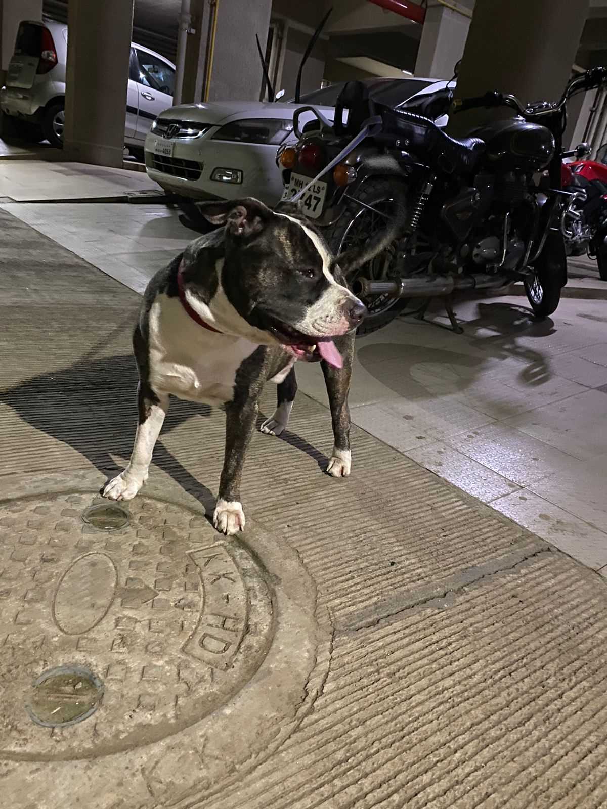 American Pit Bull Terrier Dogs For Mating In Pune