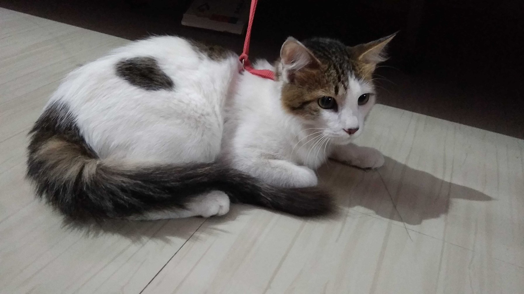 Indian Breed Dogs For Mating In Pune