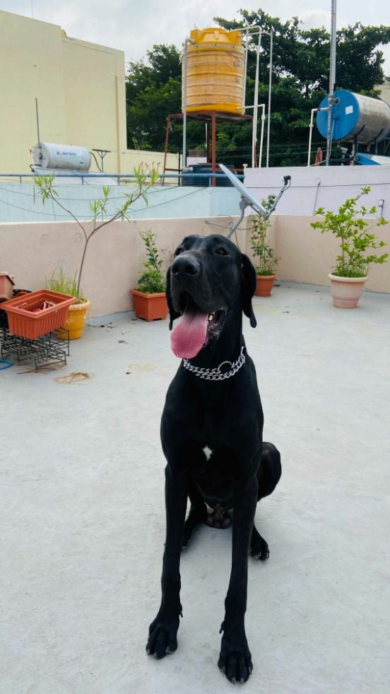 Great Dane Dogs For Mating In Bangalore