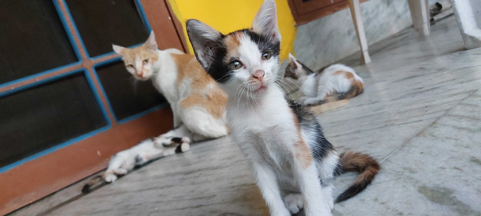Indian Breed For Adoption In Dehradun