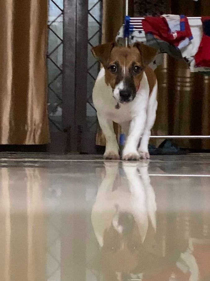 Jack Russell Terrier Dogs For Mating In Chennai