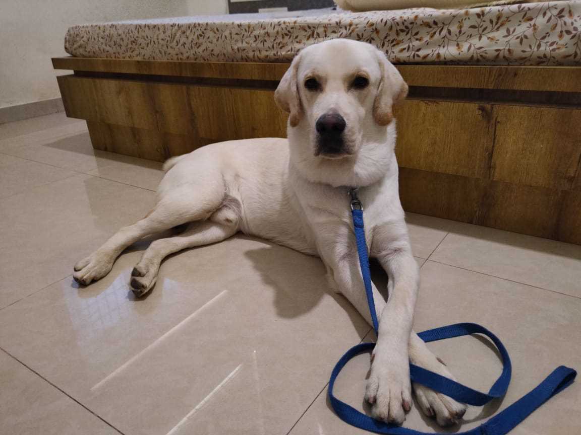 Labrador Retriever For Adoption In Navsari