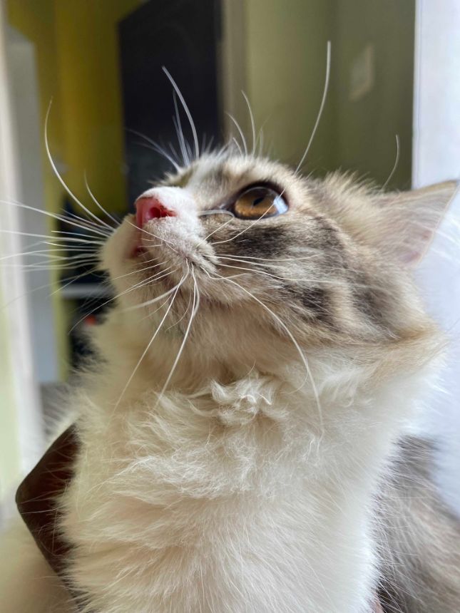 Persian For Sale In Mysore