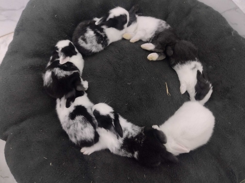 Rabbits For Adoption In Delhi