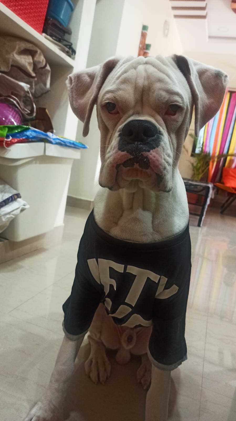 Boxer Dogs For Mating In Hyderabad