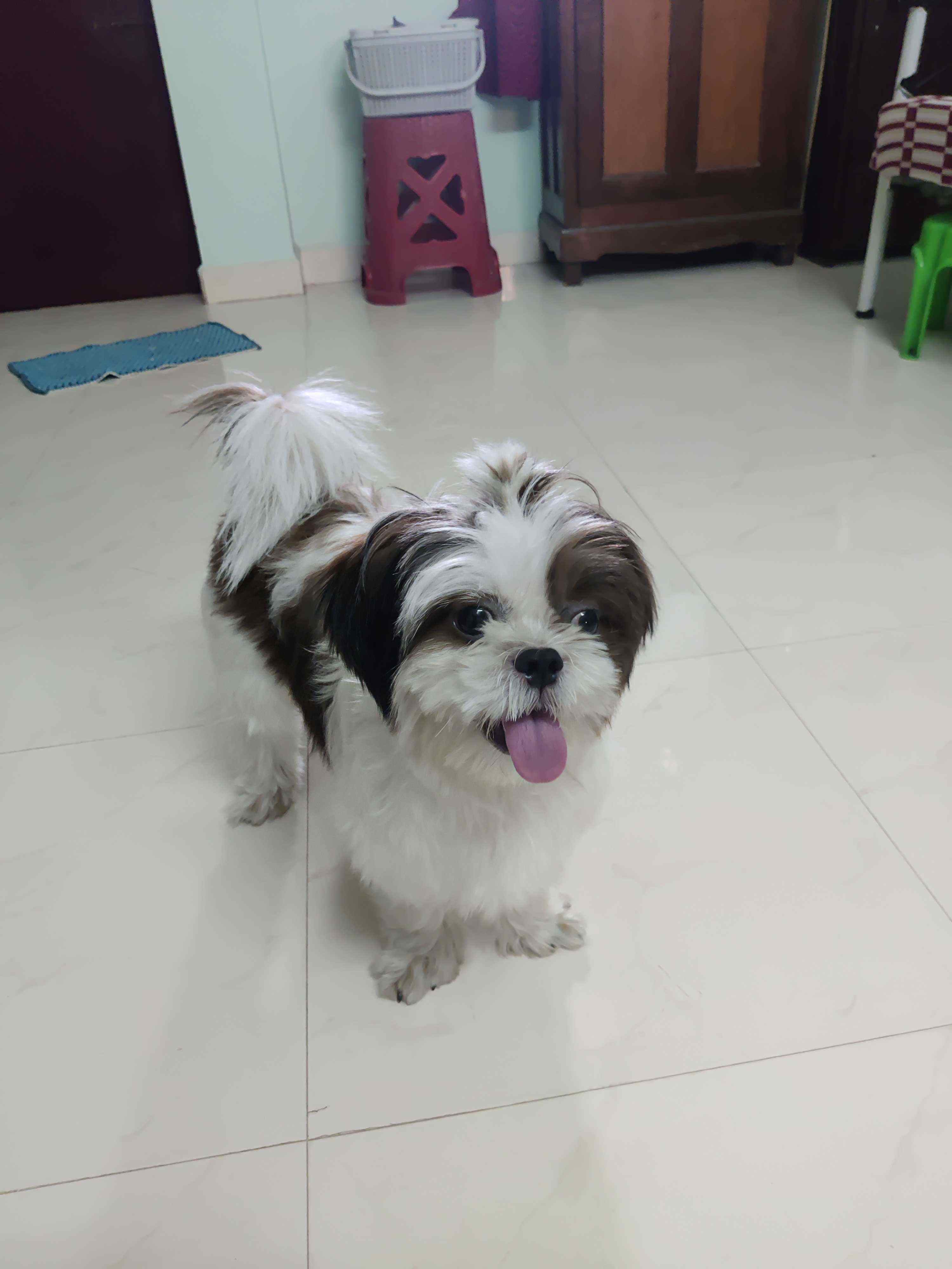 Shih Tzu Dogs For Mating In Chennai