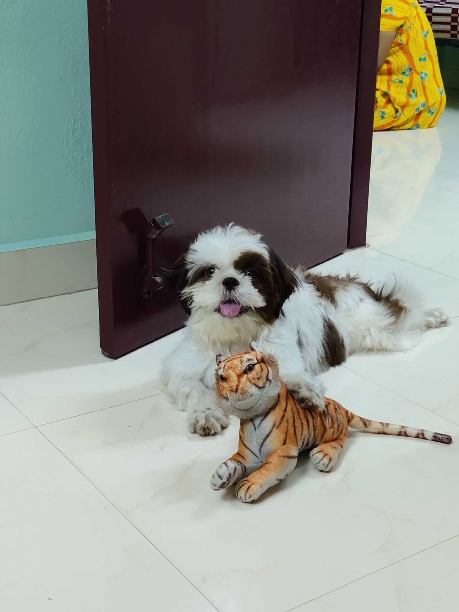 Shih Tzu Dogs For Mating In Chennai