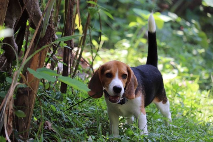 Beagle Dogs For Mating In Kochi