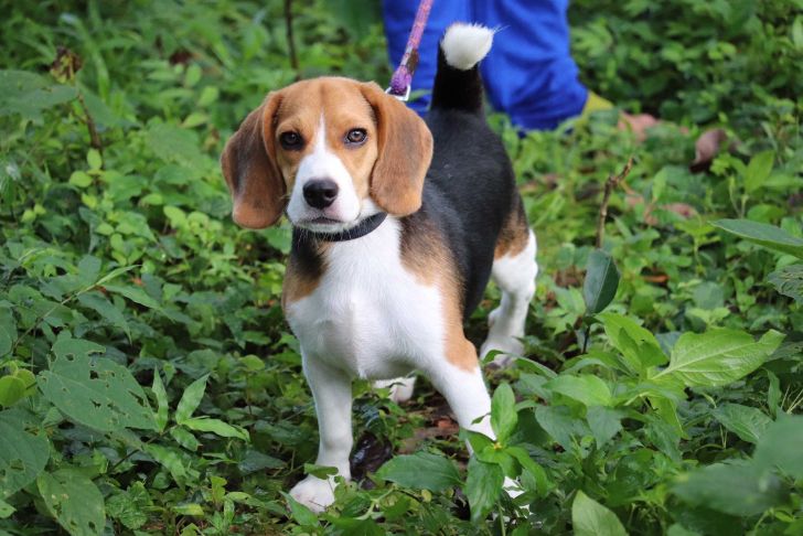 Beagle Dogs For Mating In Kochi