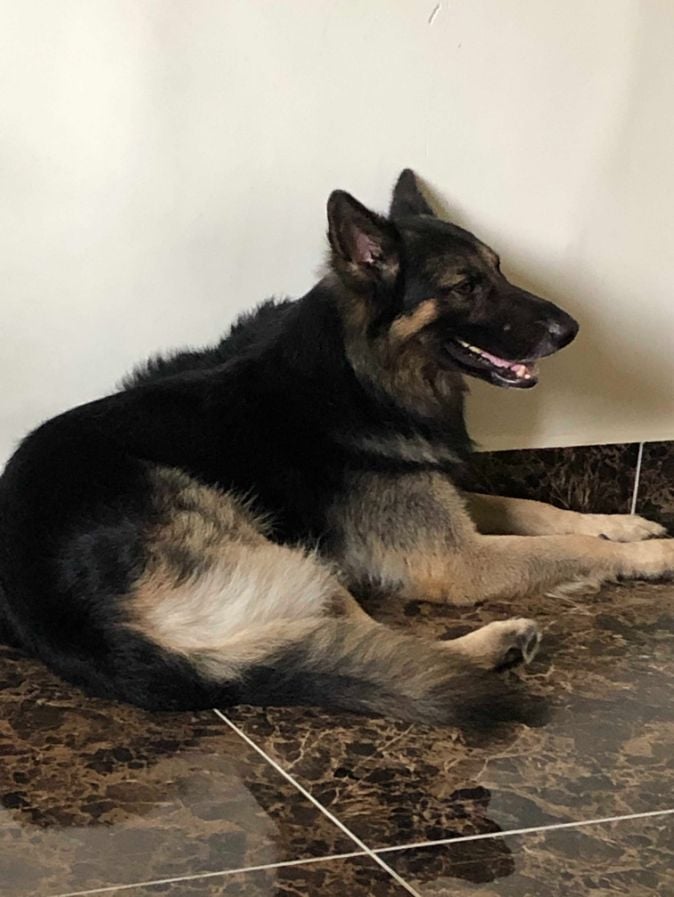 German Shepherd Dogs For Mating In Sikar