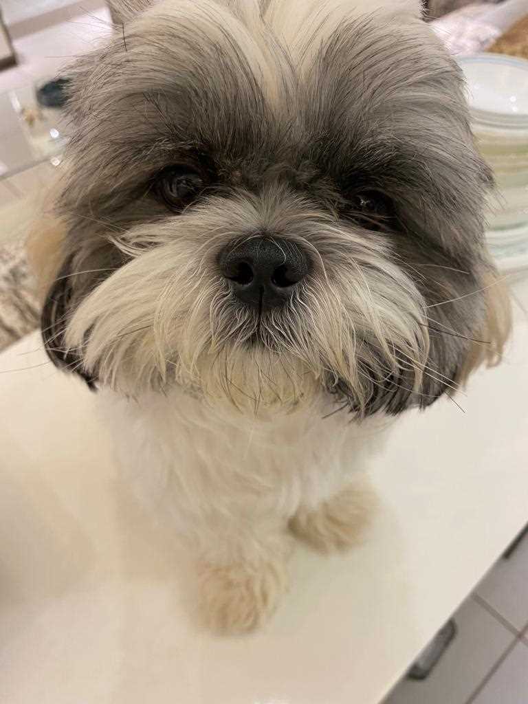 Shih Tzu Dogs For Mating In Pune