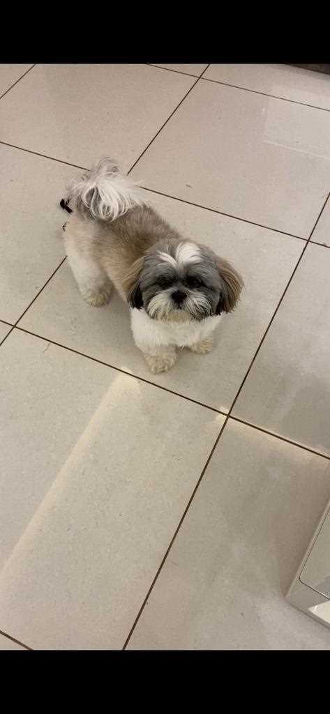 Shih Tzu Dogs For Mating In Pune