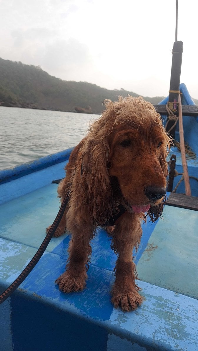 English Cocker Spaniel Dogs For Mating In Bangalore