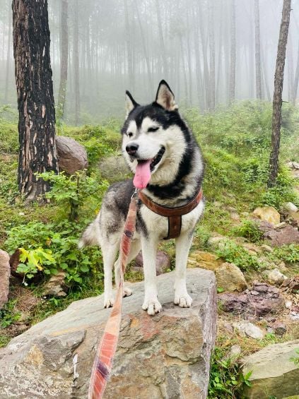 Siberian Husky Dogs For Mating In Lucknow