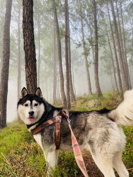 Siberian Husky Dogs For Mating In Lucknow