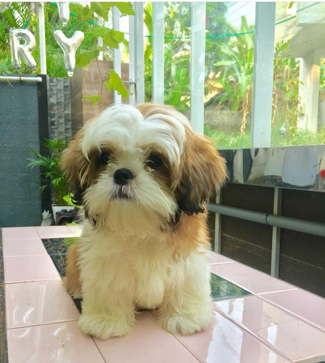 Shih Tzu Dogs For Mating In Kochi