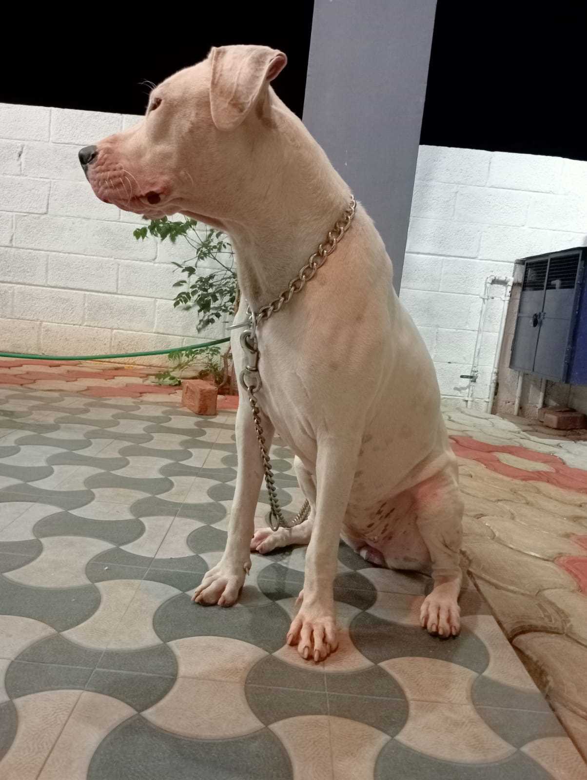 Dogo Argentino Dogs For Mating In Thoothukkudi