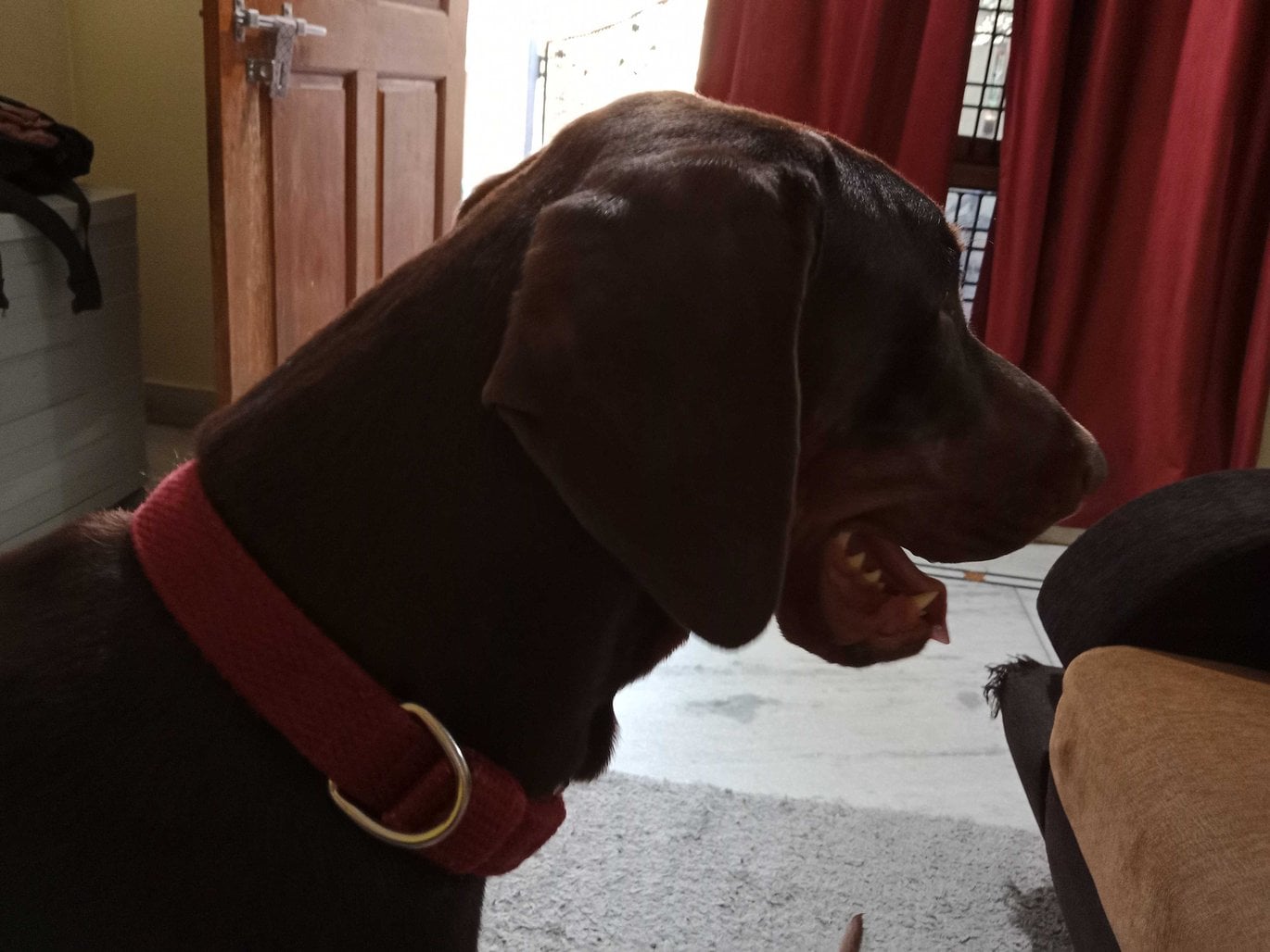 Doberman Dogs For Mating In Hyderabad