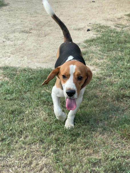 Beagle Dogs For Mating In Delhi