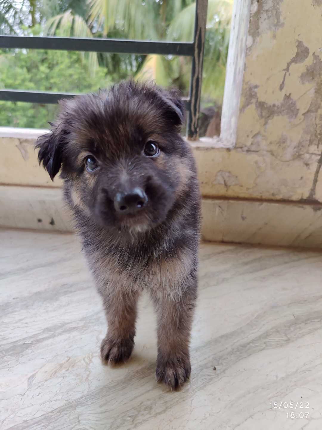 German Shepherd For Sale In Jodhpur