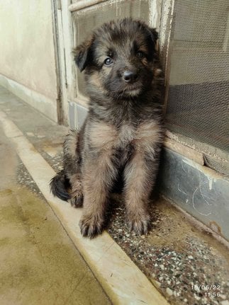 German Shepherd For Sale In Jodhpur