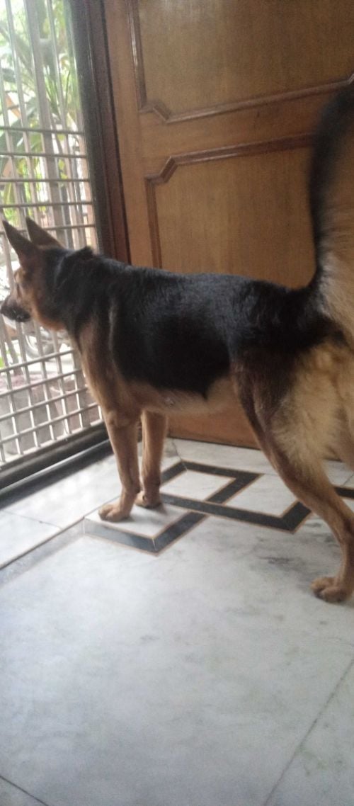 German Shepherd Dogs For Mating In Noida