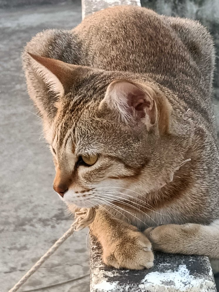 Indian Breed For Adoption In Gaya