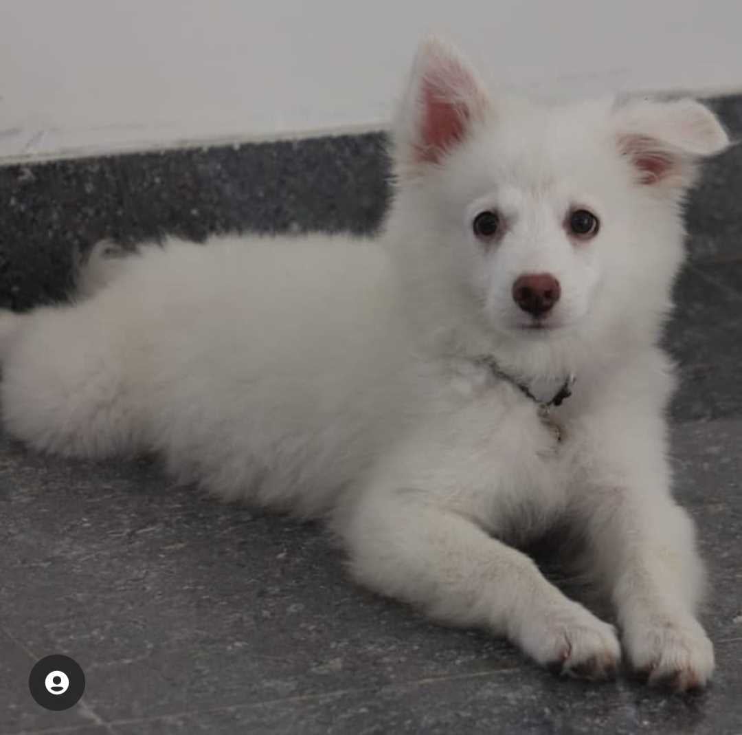 Pomeranian Dogs For Mating In Sambalpur